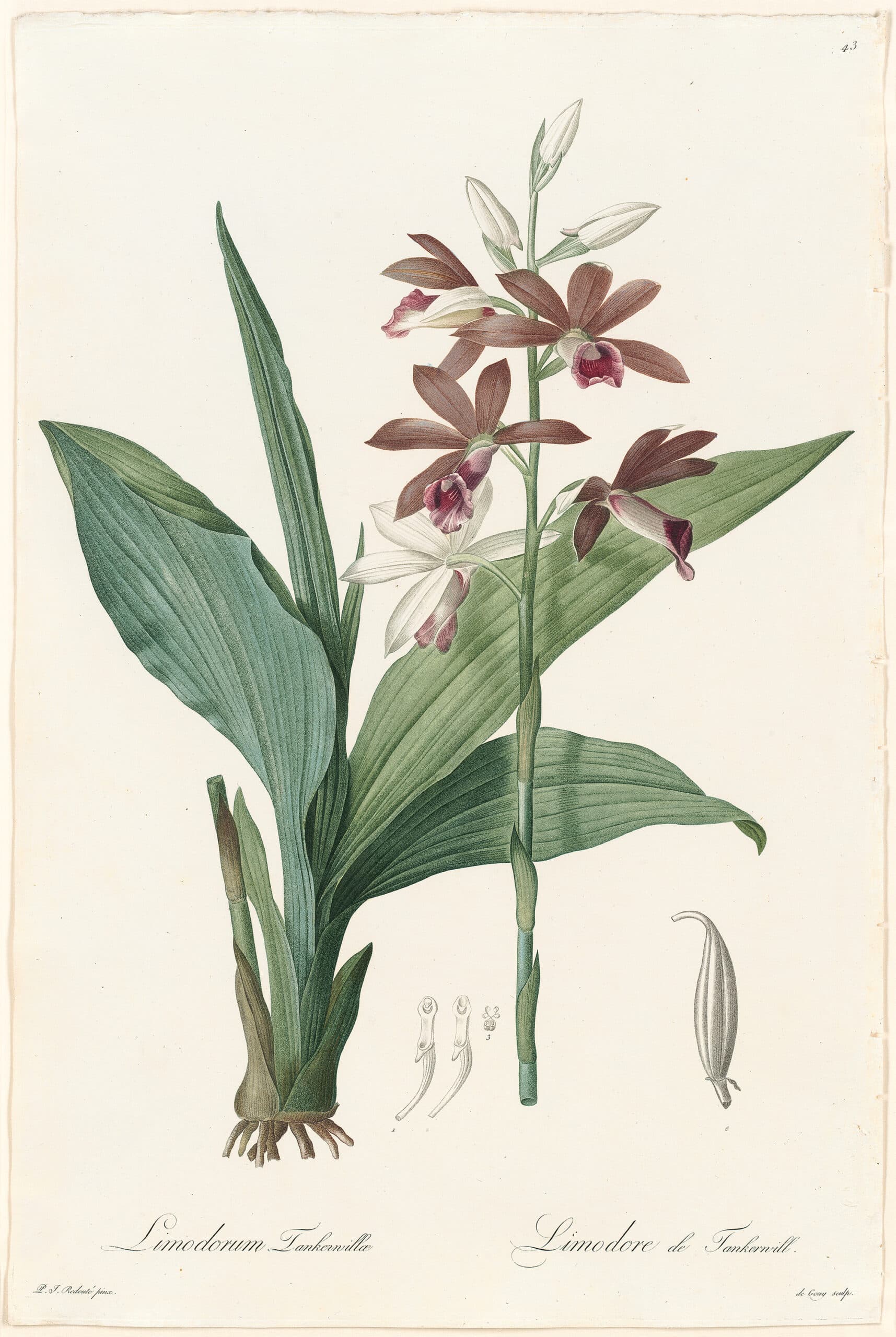 Redouté Lilies Pl. 43, Tankerwill's Limodurum