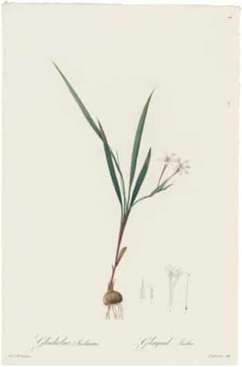 Redouté Lilies Pl. 44, Dropping Gladiolus
