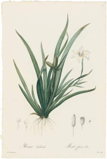Redouté Lilies Pl. 45, African Iris