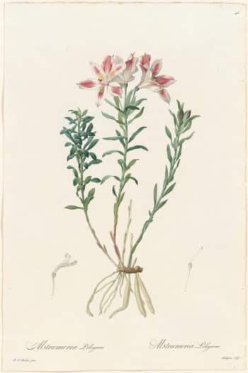 Redouté Lilies Pl. 46, Lily of Lima
