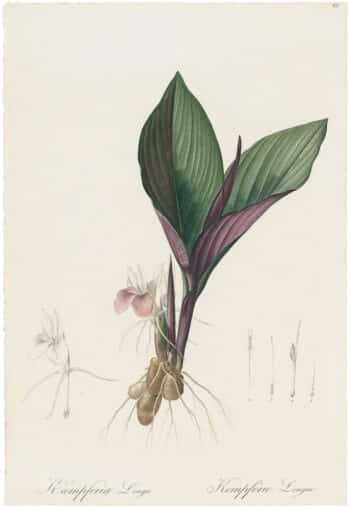 Redouté Lilies Pl. 49, Long Koempferia