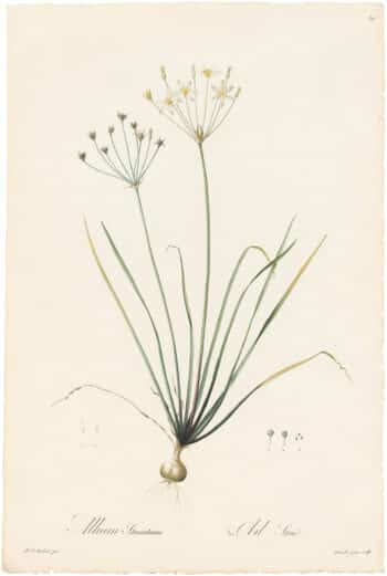 Redouté Lilies Pl. 50, Striped Garlic