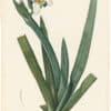 Redouté Lilies Pl. 56, Long-sheathed Moraea