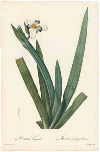 Redouté Lilies Pl. 56, Long-sheathed Moraea