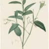 Redouté Lilies Pl. 57, Arrowroot