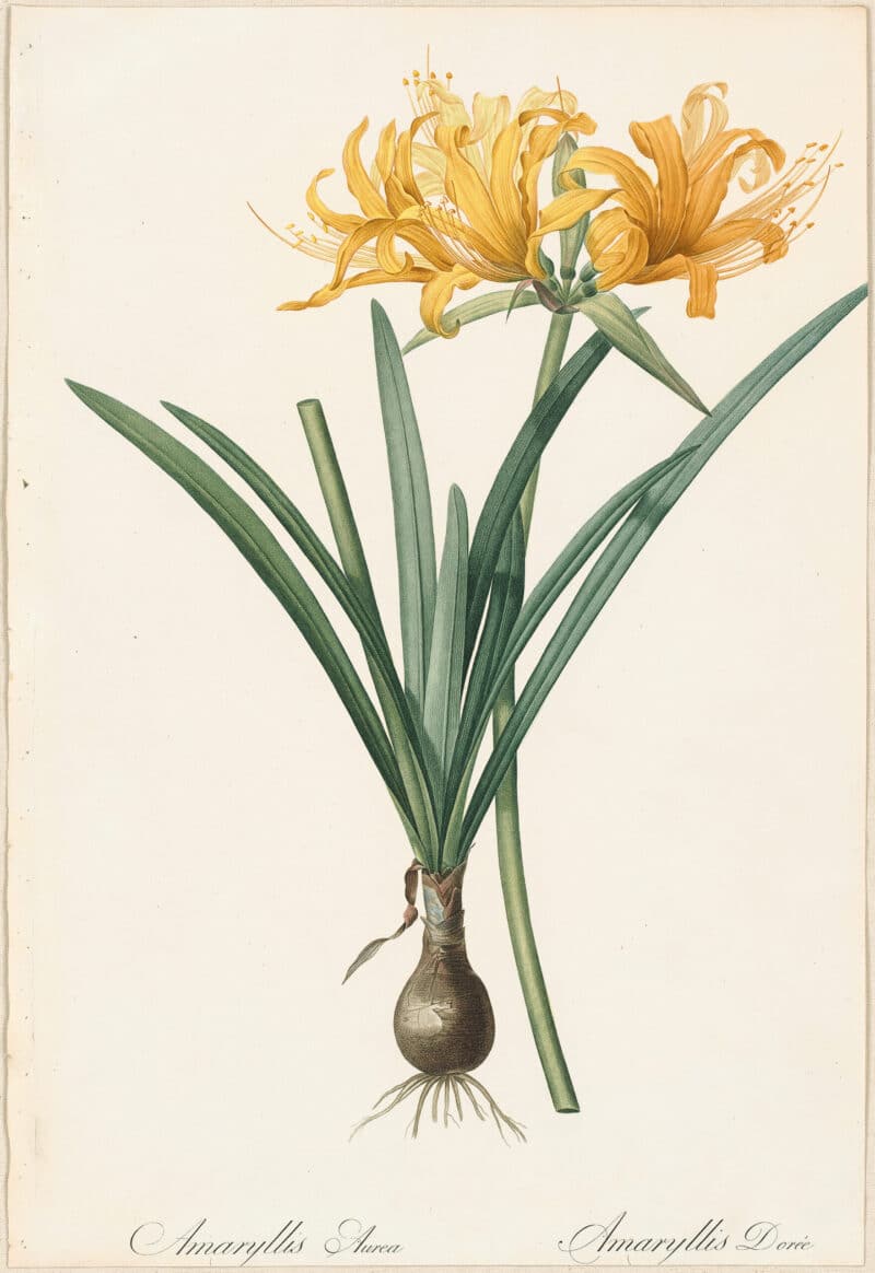 Redouté Lilies Pl. 61, Golden Spider Lily | Les liliacées - Antique ...