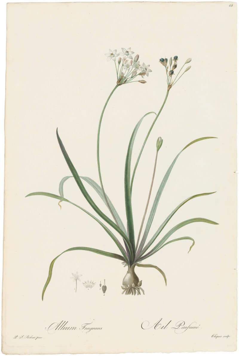 Redouté Lilies Pl. 68, Perfumed Garlic