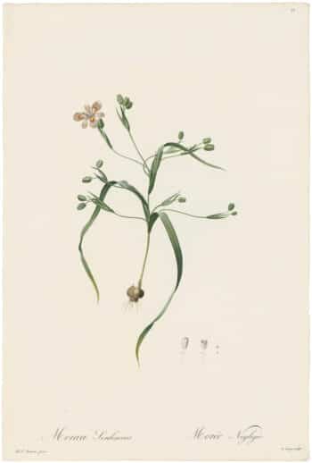 Redouté Lilies Pl. 71, Neglected Moraea