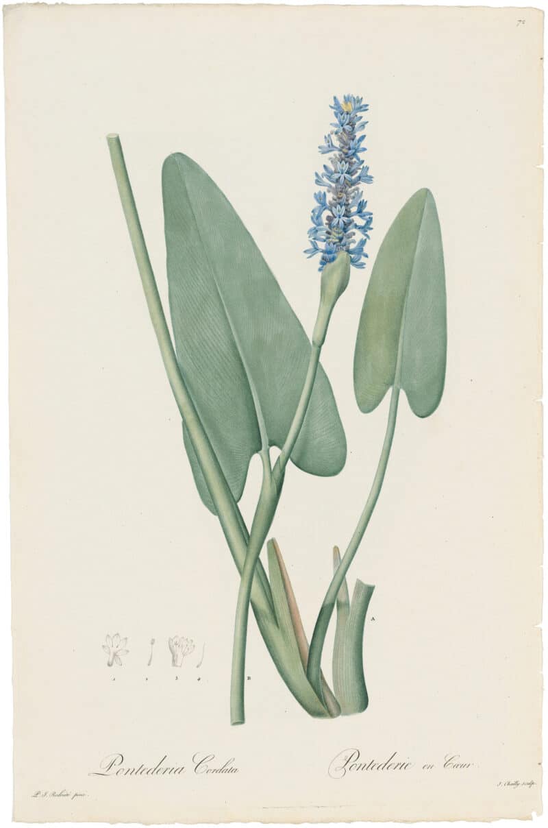 Redouté Lilies Pl. 72, Pickerel Weed