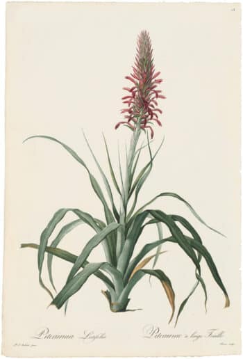 Redouté Lilies Pl. 73, Broad-leaved Pitcairnia