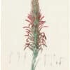 Redouté Lilies Pl. 74, Broad-leaved Pitcairnia Detail
