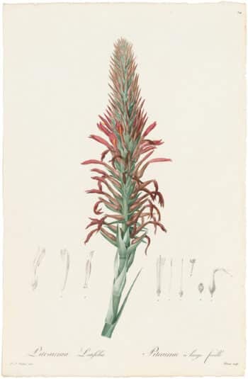 Redouté Lilies Pl. 74, Broad-leaved Pitcairnia Detail