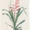 Redouté Lilies Pl. 75, Bromelia-leaved Pitcairnia