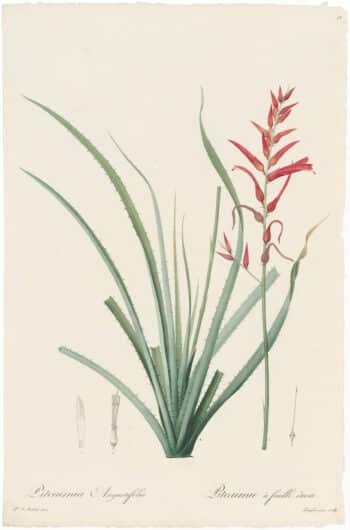 Redouté Lilies Pl. 76, Narrow-leaved Pitcairnie