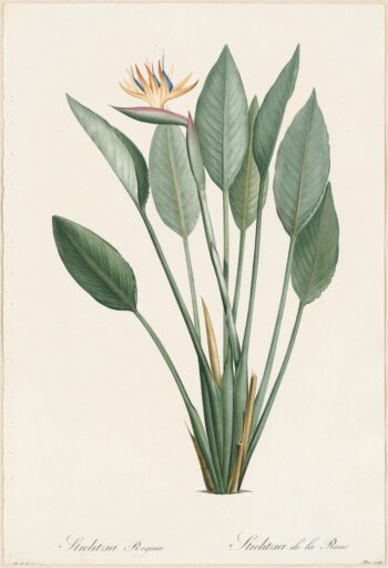Redouté Lilies Pl. 77, Bird of Paradise