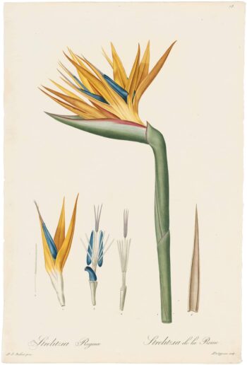 Redouté Lilies Pl. 78, Bird of Paradise Detail