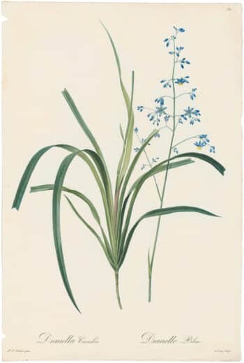 Redouté Lilies Pl. 79, Blue Dianella