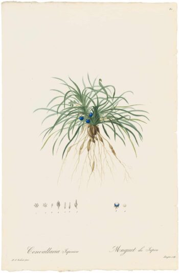 Redouté Lilies Pl. 80, Dwarf Lily