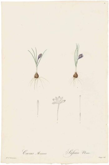 Redouté Lilies Pl. 81, Saffron Croccus or Dwarf Croccus
