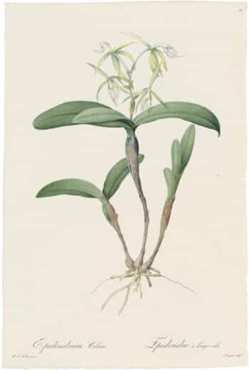 Redouté Lilies Pl. 82, Long-Haired Epidendrum