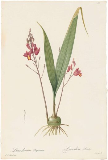 Redouté Lilies Pl. 83, Purple Limodorum
