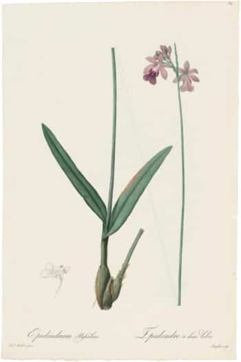 Redouté Lilies Pl. 84, Double-Lobe Epidendrum