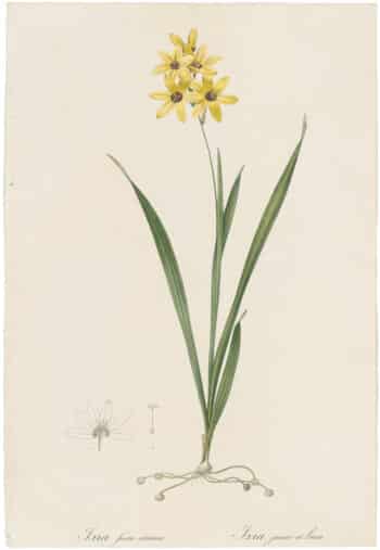 Redouté Lilies Pl. 86, Yellow and Brown Ixia