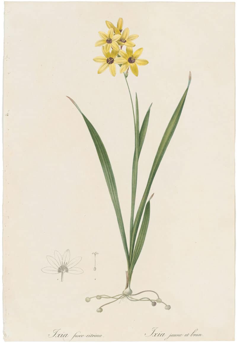 Redouté Lilies Pl. 86, Yellow and Brown Ixia