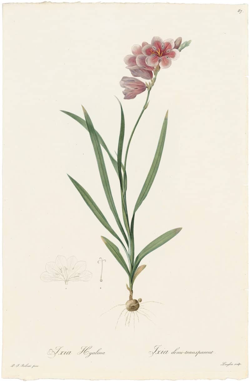 Redouté Lilies Pl. 87, Semi-transparent Ixia
