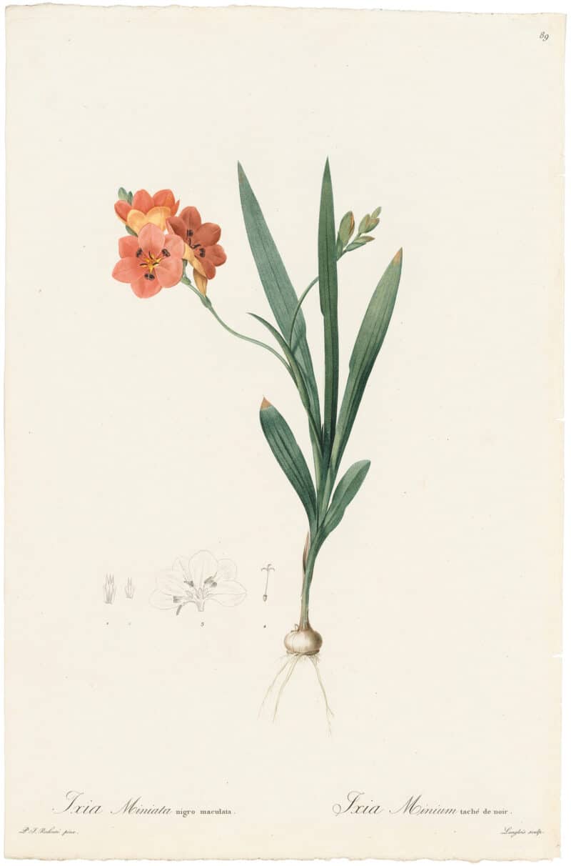 Redouté Lilies Pl. 89, Burnt Tritonia