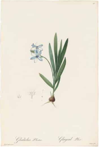 Redouté Lilies Pl. 90, Stiff Gladiolus