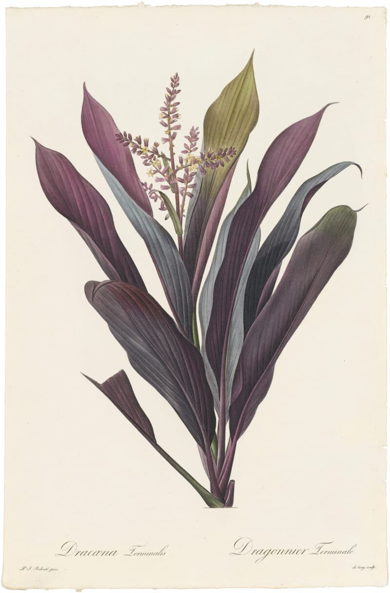 Redouté Lilies Pl. 91, Dragon Lily