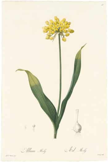 Redouté Lilies Pl. 97, Golden Garlic