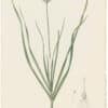 Redouté Lilies Pl. 98, Tartar Garlic
