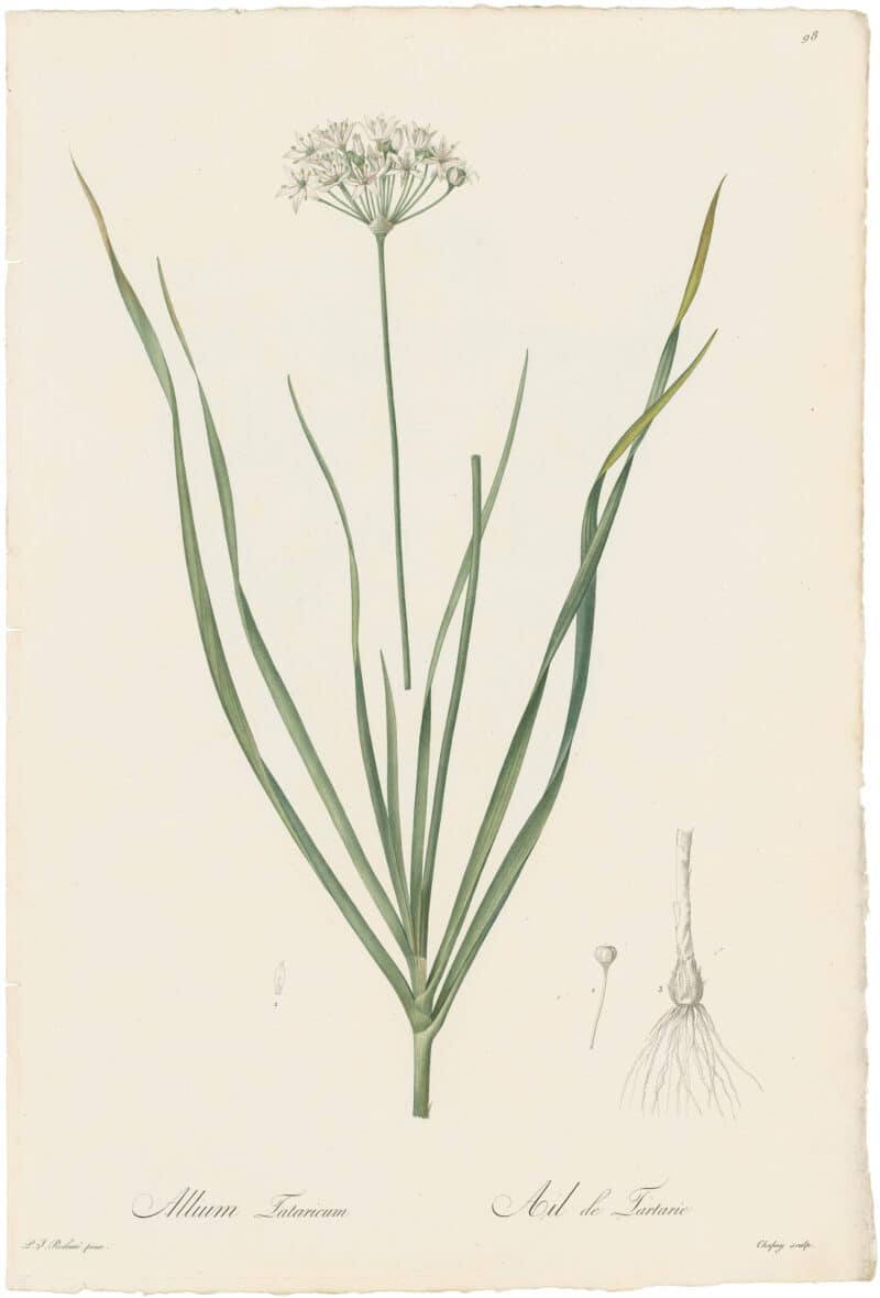 Redouté Lilies Pl. 98, Tartar Garlic