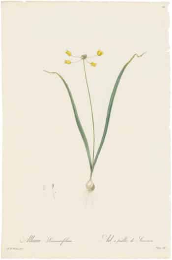 Redouté Lilies Pl. 99, Yellow Garlic