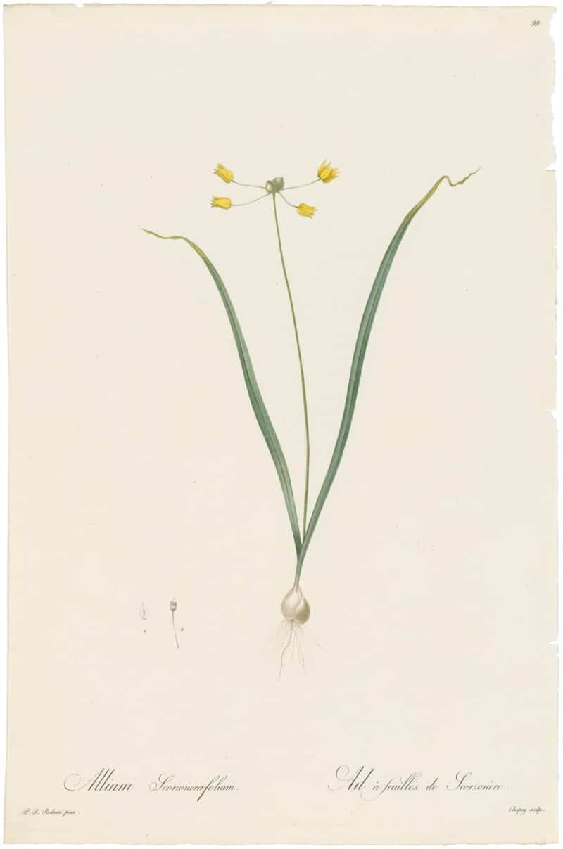 Redouté Lilies Pl. 99, Yellow Garlic