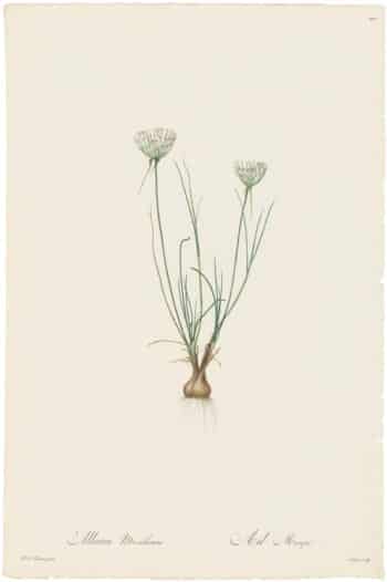 Redouté Lilies Pl. 100, Musk Garlic