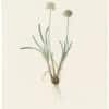Redouté Lilies Pl. 101, Carolina Allium