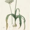 Redouté Lilies Pl. 102, Black Garlic