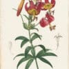 Redouté Lilies Pl. 103, Superb Lily