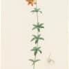 Redouté Lilies Pl. 105, Nodding Lily