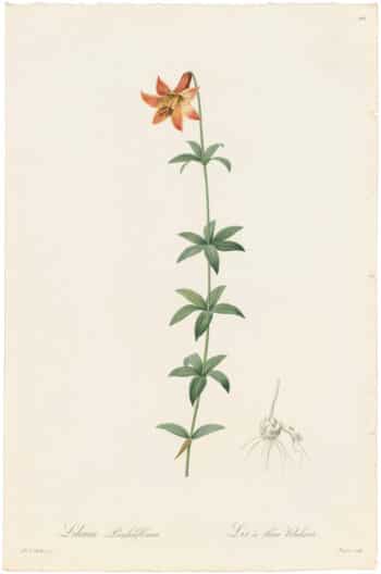 Redouté Lilies Pl. 105, Nodding Lily