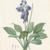 Redouté Lilies Pl. 106, Hosta with Blue Flowers
