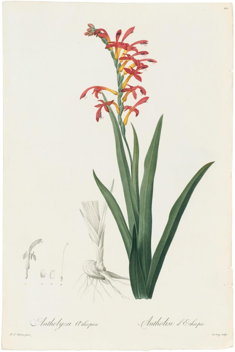 Redouté Lilies Pl. 110, Flag Lily