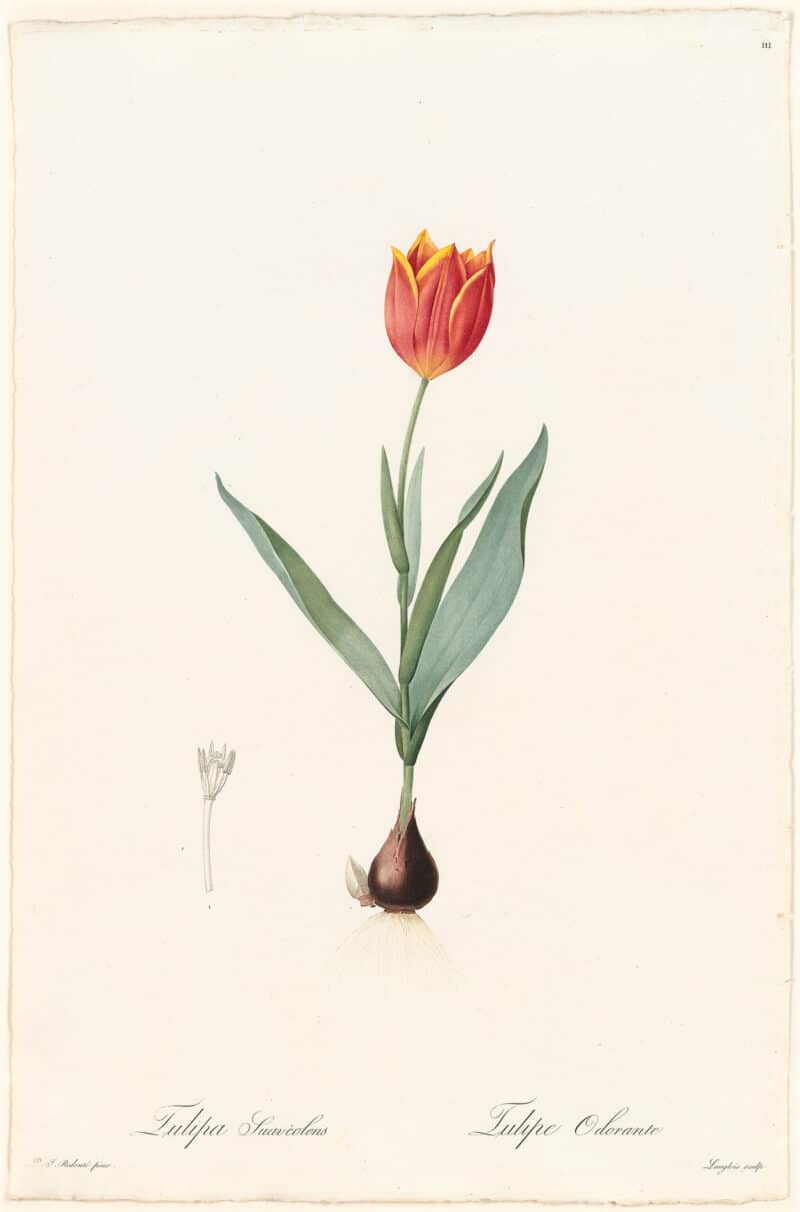 Redouté Lilies Pl. 111, Fragrant or Precious Tulip