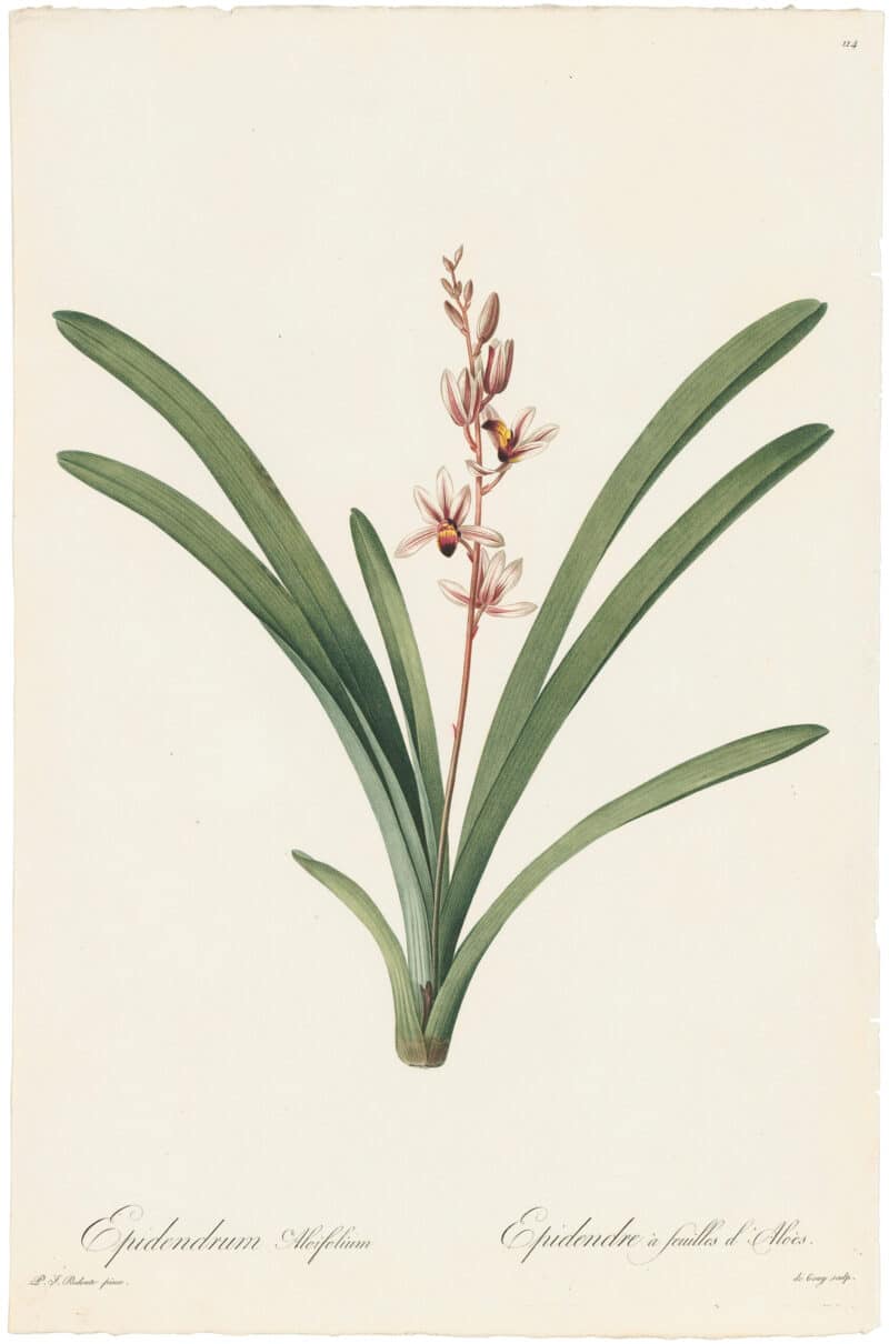 Redouté Lilies Pl. 114, Aloe-leaved Cymbidium