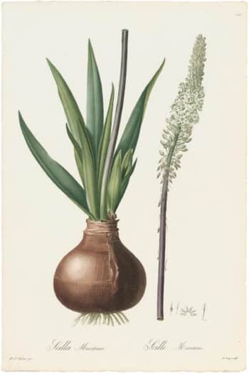 Redouté Lilies Pl. 116, Sea Squill, Sea Onion