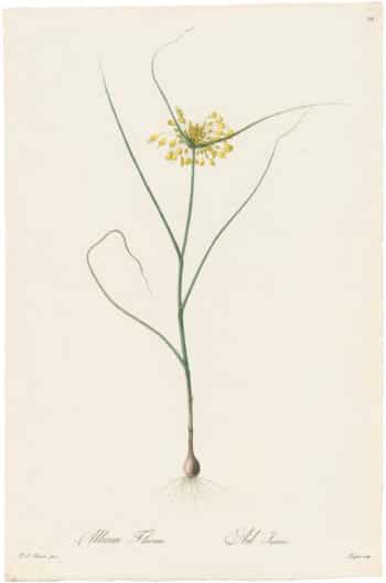 Redouté Lilies Pl. 119, Yellow-flowered Leek
