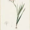 Redouté Lilies Pl. 122, Undulated Gladiolus